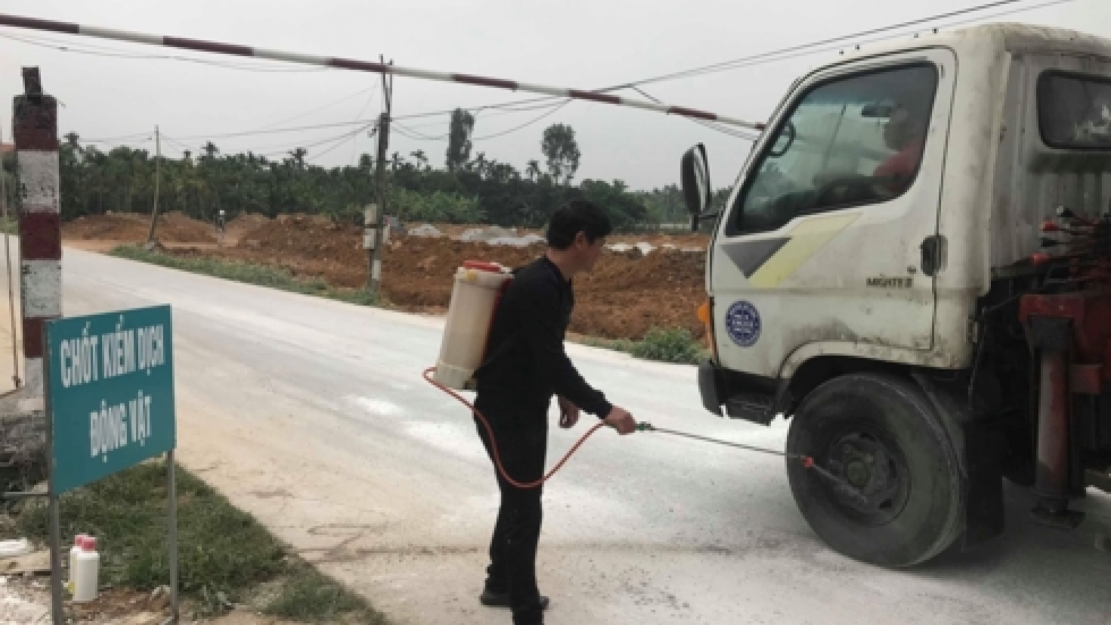 New outbreaks of African swine fever detected in Hai Duong