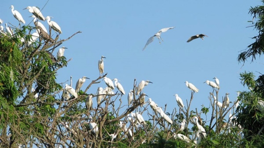 Chi Lang Nam stork island in Hai Duong province