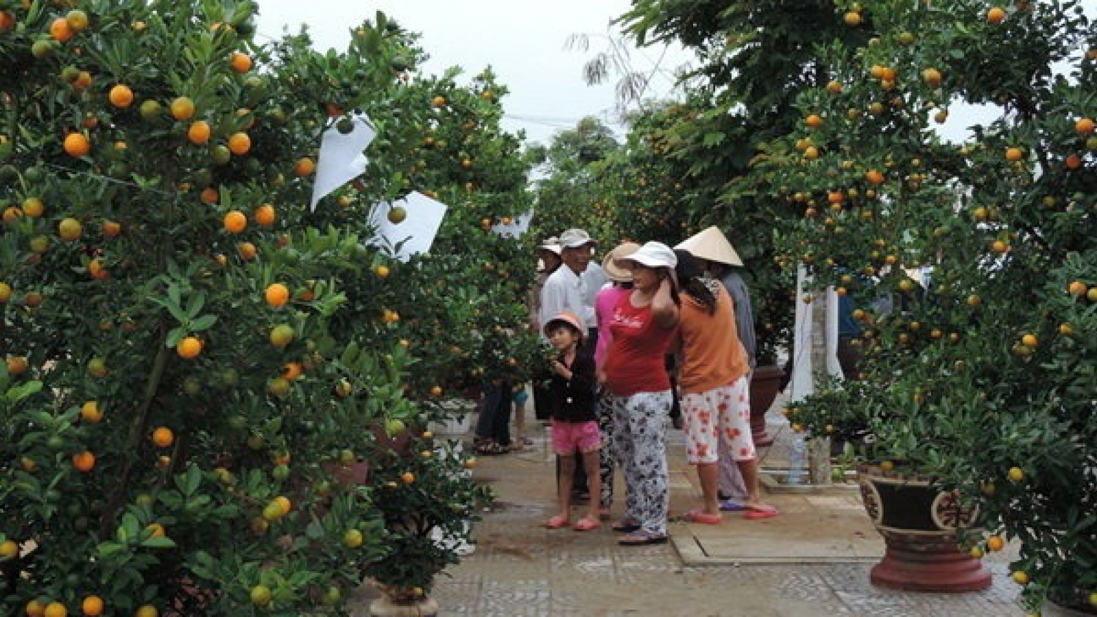 Festival highlights kumquat growing craft in central Vietnam