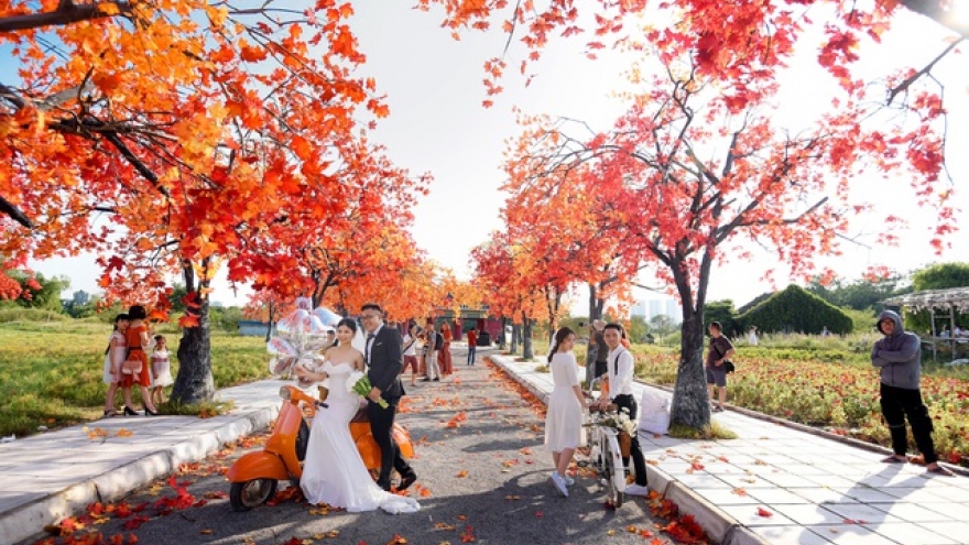 Hanoi red maple road attracts visitors