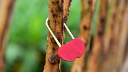 Long Bien Bridge turned into dating site with love locks