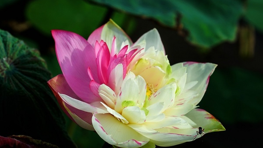Exploring peculiar varieties of lotus flowers in Vietnam