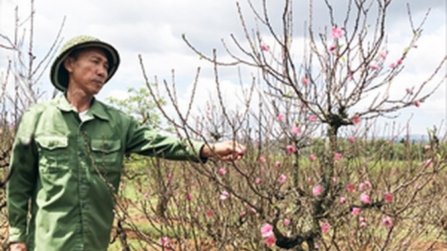 West Lake’s famed peach blossoms on the move
