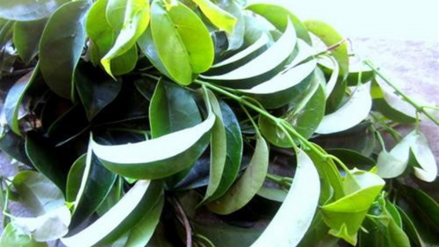 Wild vegetable specialties in the northwest region