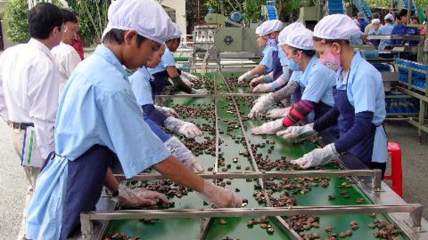 Raw cashew imports jump in first six months