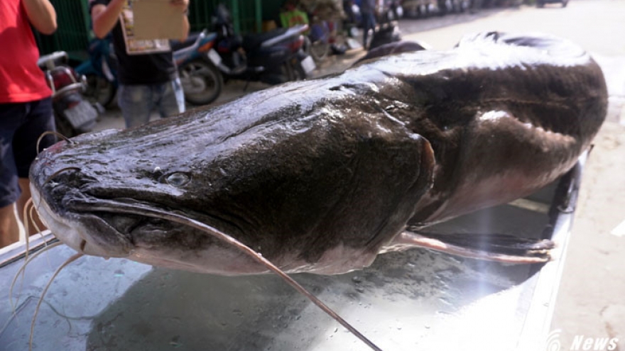 Giant hemibagrus appears in Hanoi
