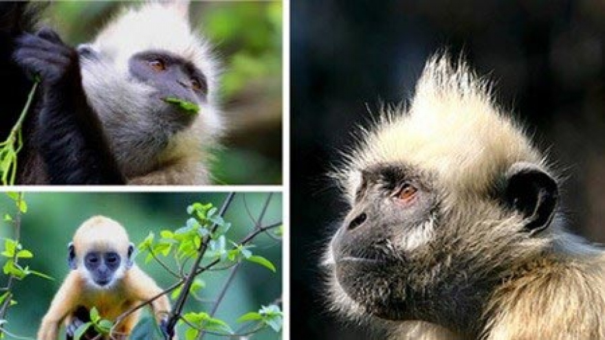 Several primate species teeter toward extinction