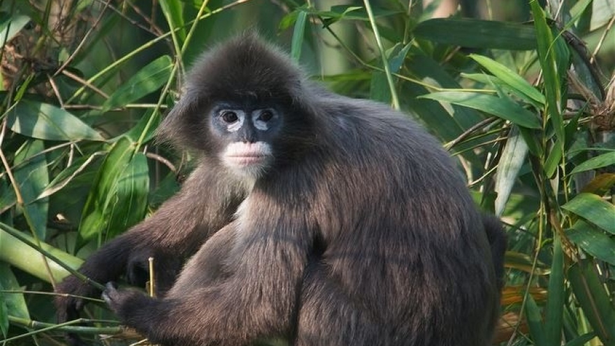 Two rare langurs killed in Pu Mat National Park