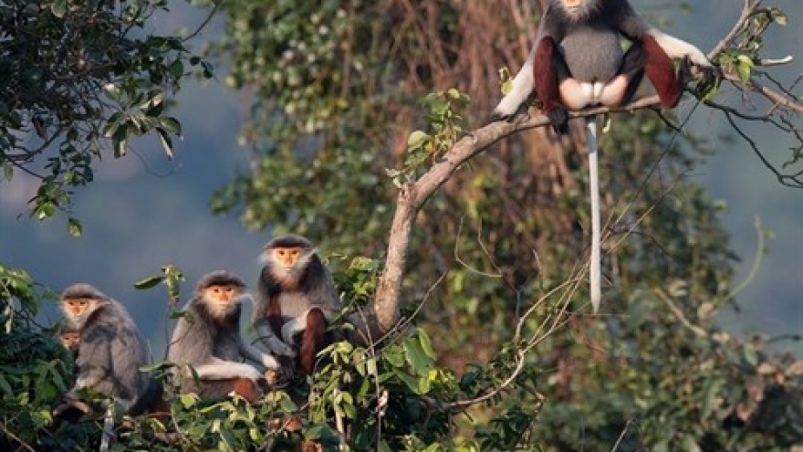 Photo exhibition on langurs opens in Da Nang