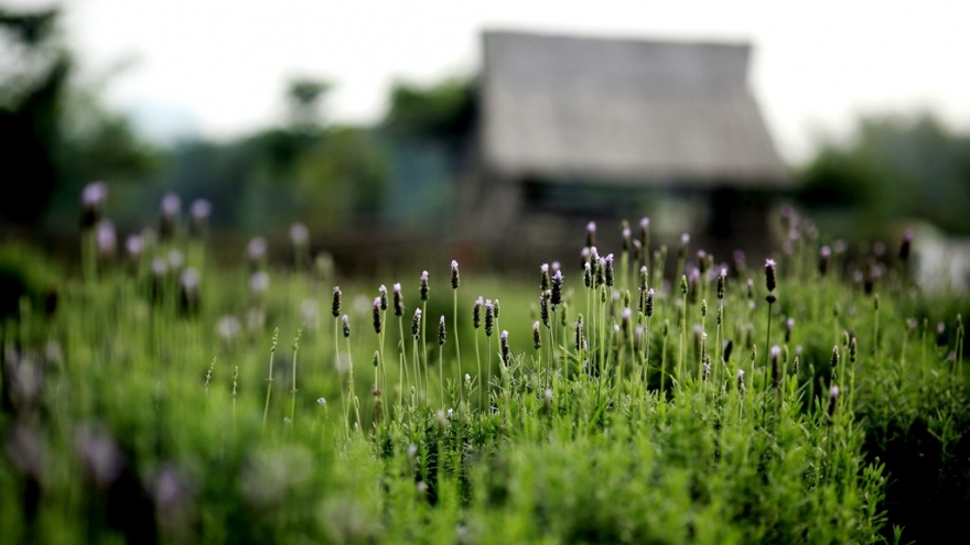Hanoi grows lush with lavender in March