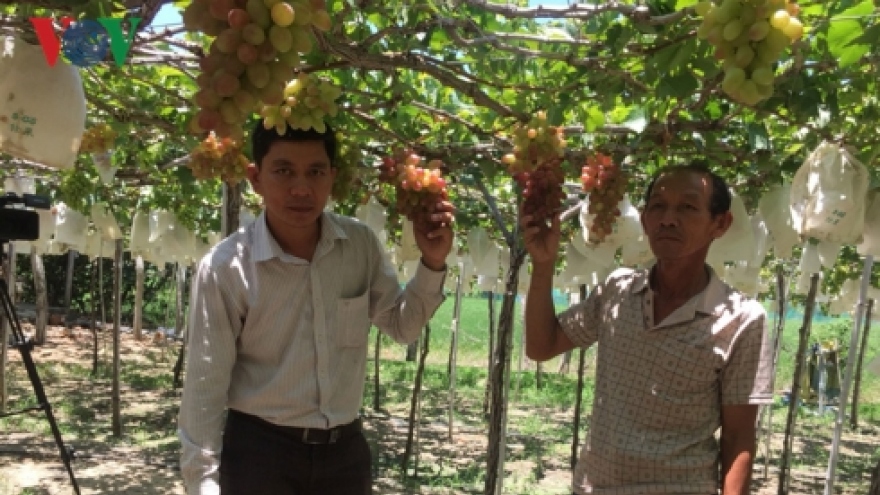 Phuoc Thuan village gears up for Grape and Wine Festival