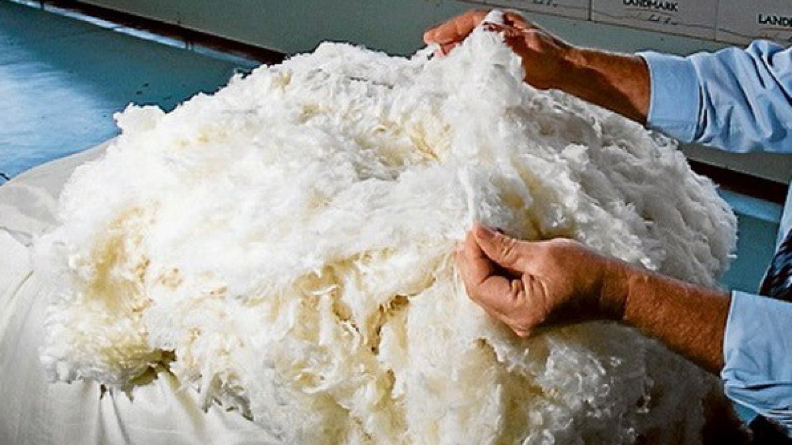 Aussie wool producers eye Vietnamese market