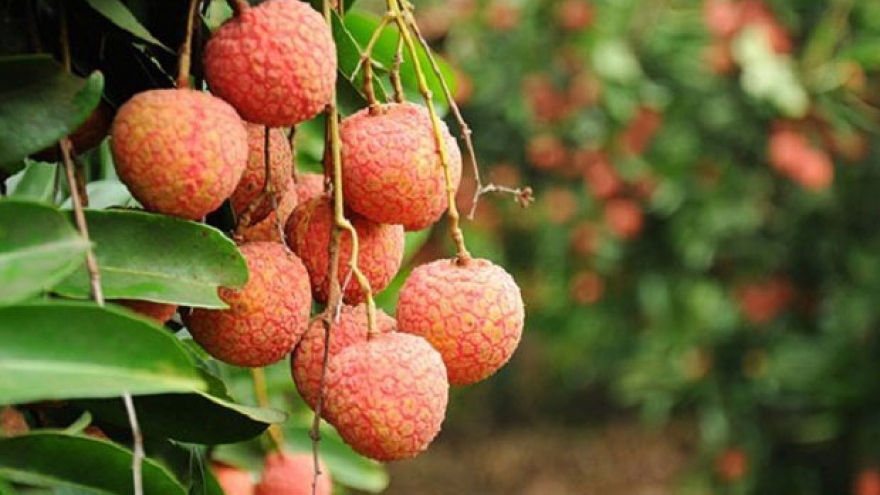 Irradiation costs make lychee exports difficult