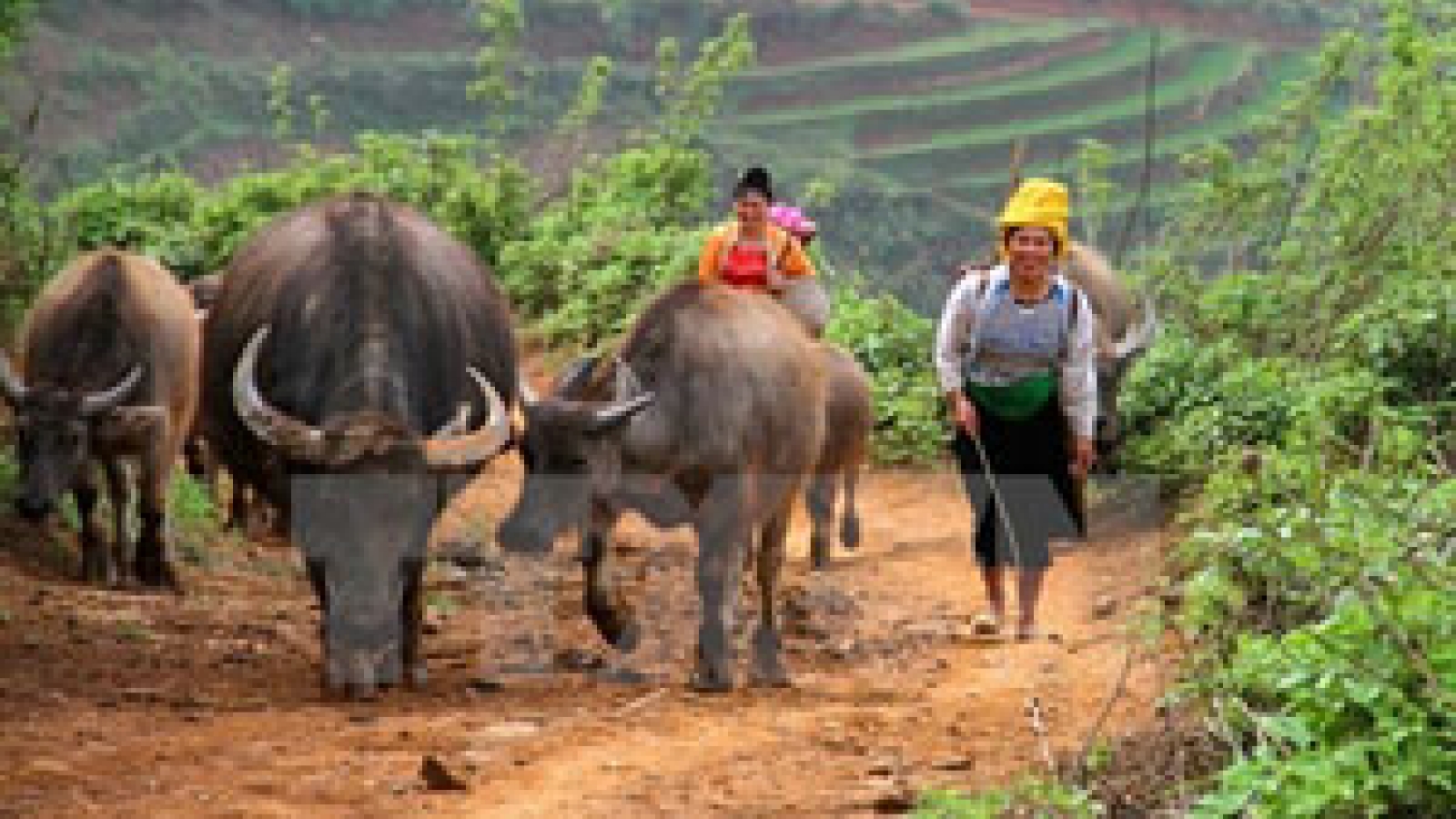 Livestock farming efficiency promoted
