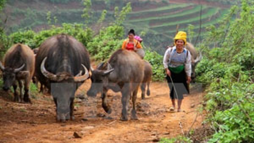 Livestock farming efficiency promoted