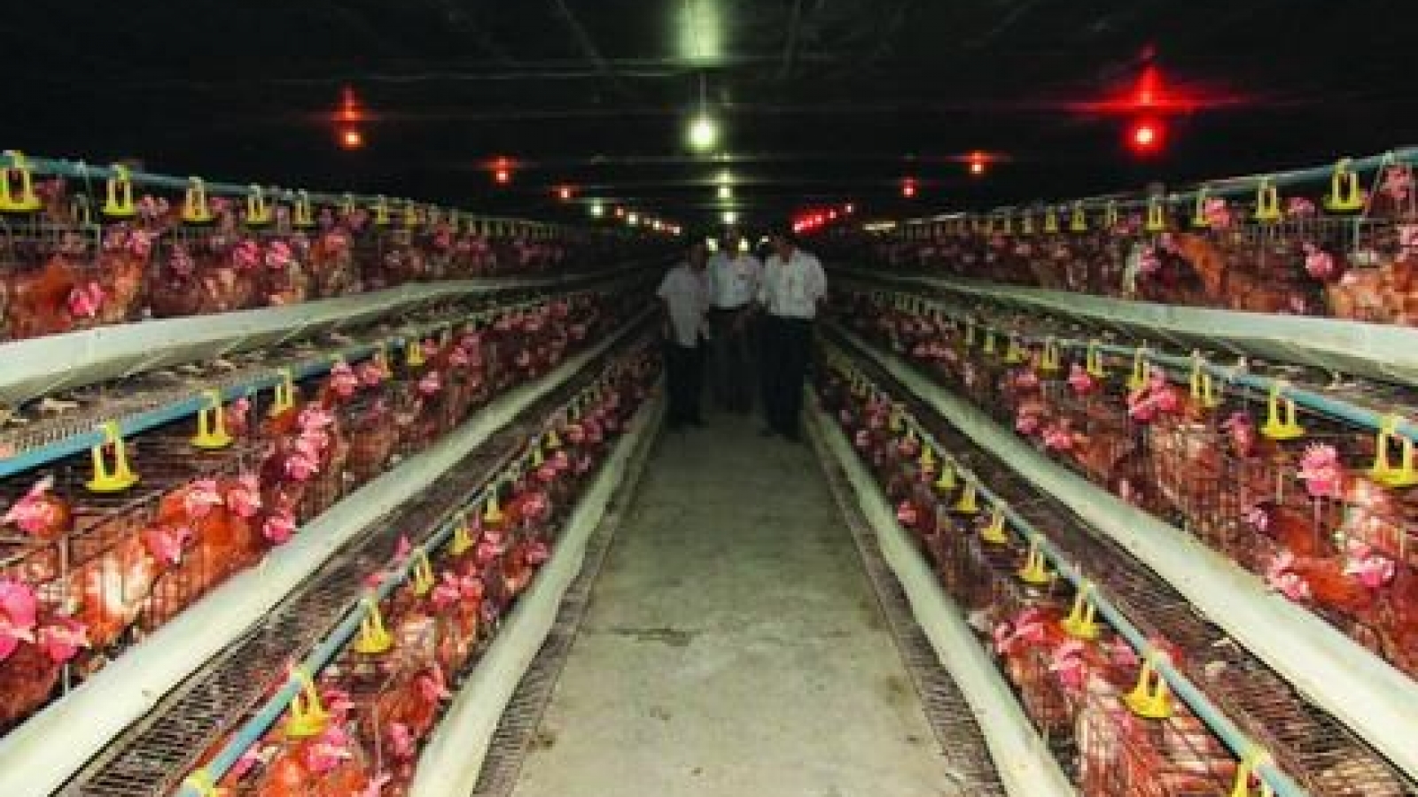 Livestock industry restructure imperative, cooperation needed: official
