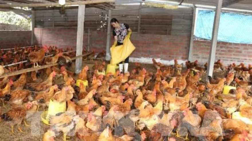 
        CPTPP: challenges and opportunities for Vietnam’s livestock sector
                              
