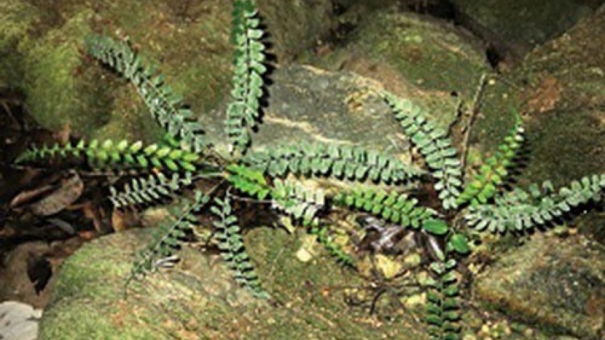 Fern species found in Quang Binh karst cave