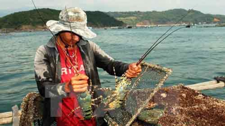 Lobster farming to become key economic sector in central region