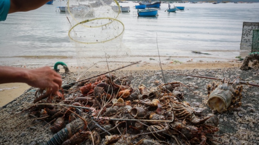 Massive lobster deaths caused by floods in Phu Yen