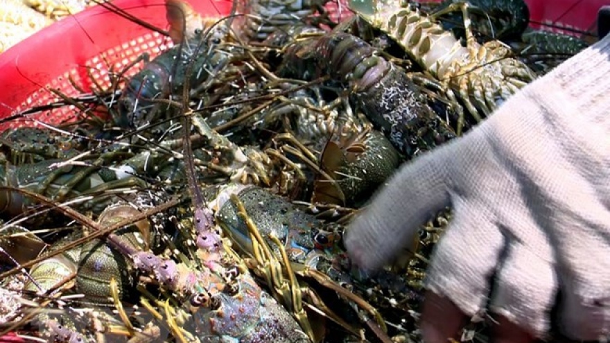 Workshop discusses sustainable lobster farming in central Vietnam