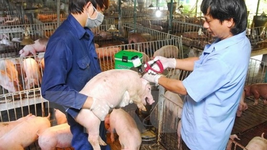 
        Vietnam takes action on African swine fever
                              