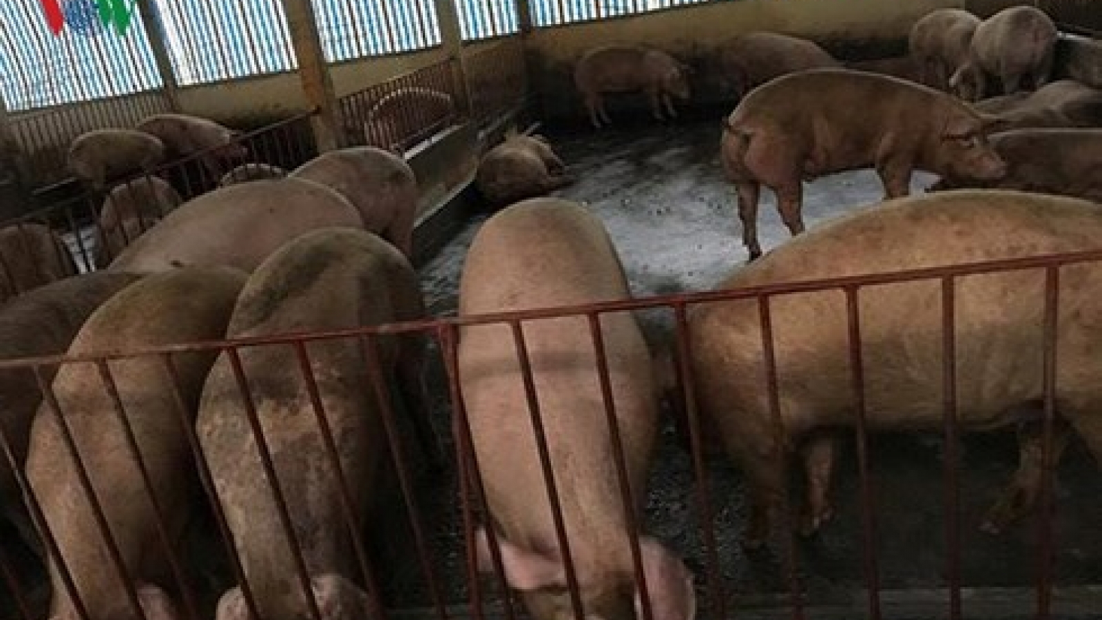 Domestic pork prices still higher than imported pork