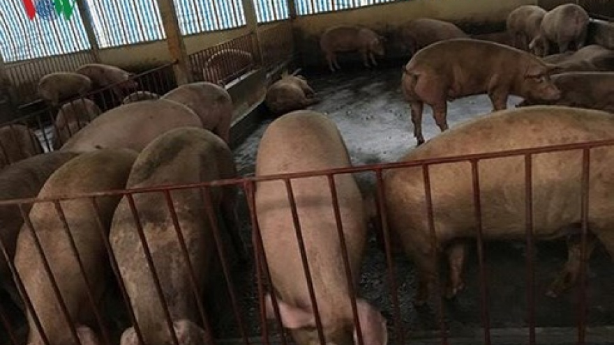 Domestic pork prices still higher than imported pork