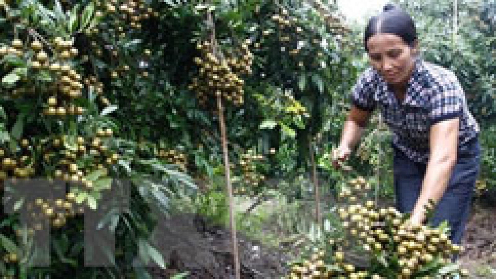 First batch of longan shipped to the US