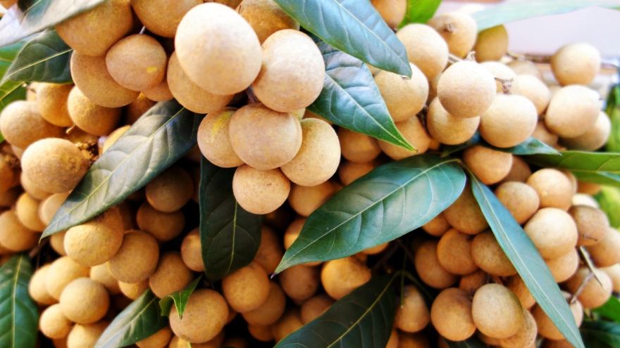 US ruling permits import of litchi and longans