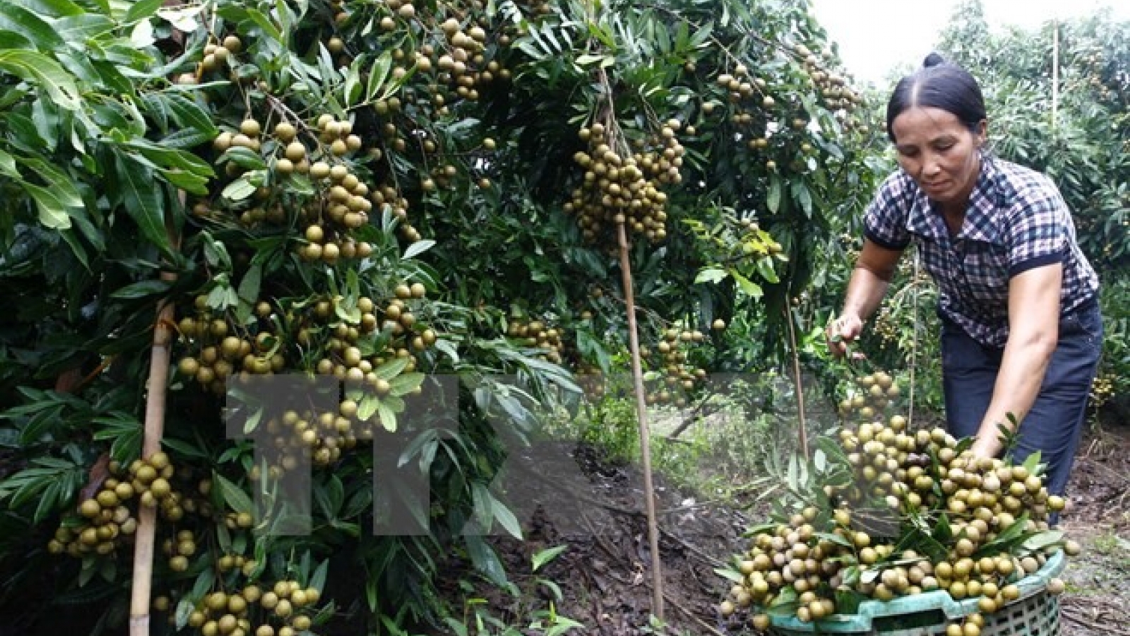 Longan production down, price up