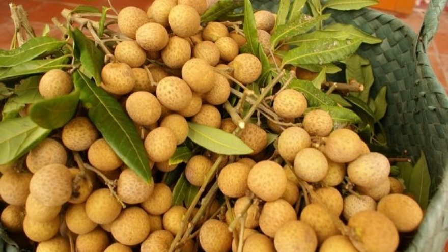 
        Vietnam longan exports soar to new high
                              