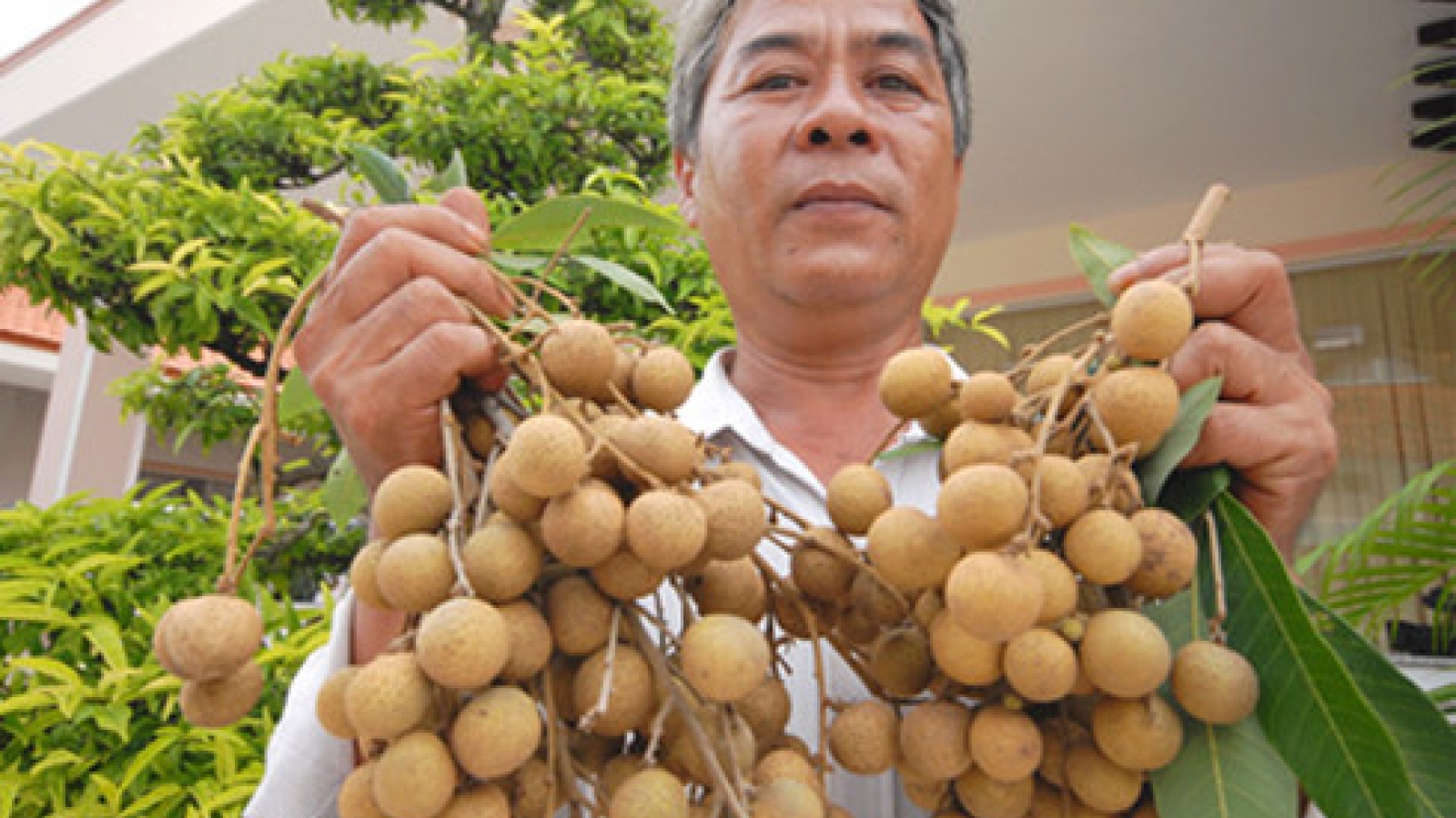 First 100 tons of Edor longan shipped to US