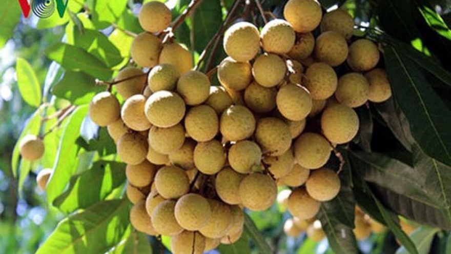 China consumes 98% of Vietnamese longan output