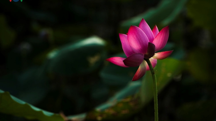 Purple lotus flowers, symbolize faithfulness
