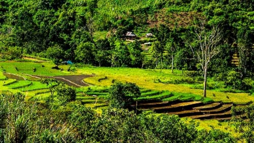 Rice terraces in Quang Nam in harvest