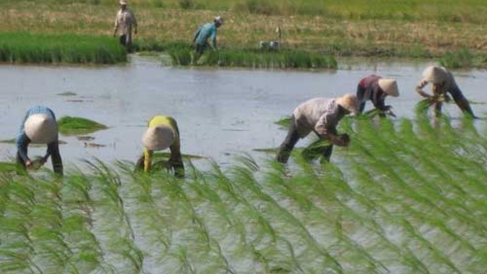 Japanese firm to pilot hi-tech rice farming in Ha Nam