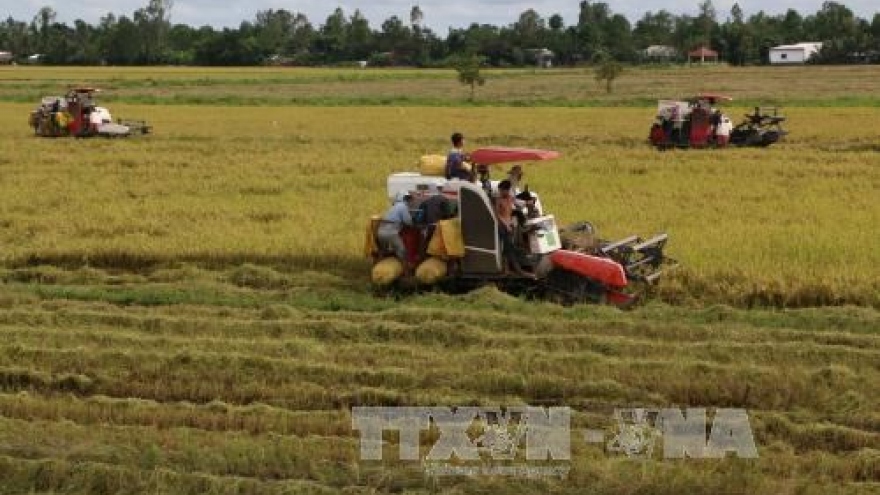 Mekong Delta’s winter-spring rice output falls