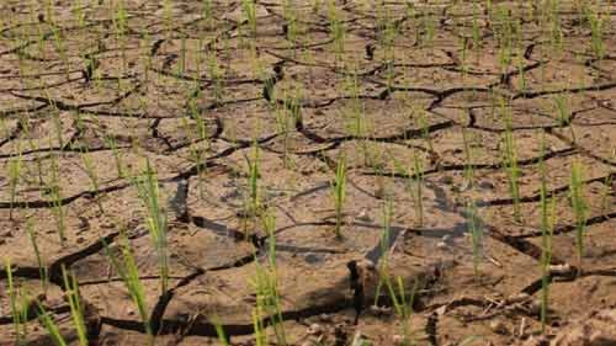 More severe drought forecast this year in Vietnam