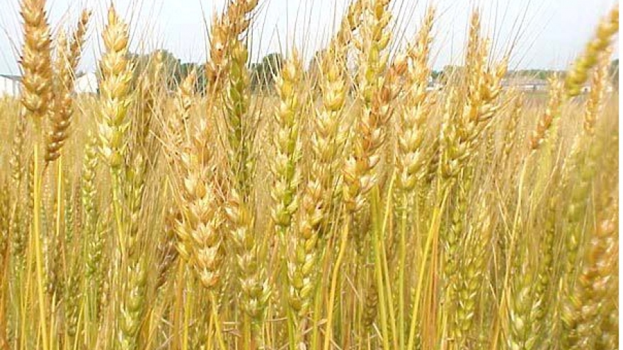 Wheat imports up in ten months