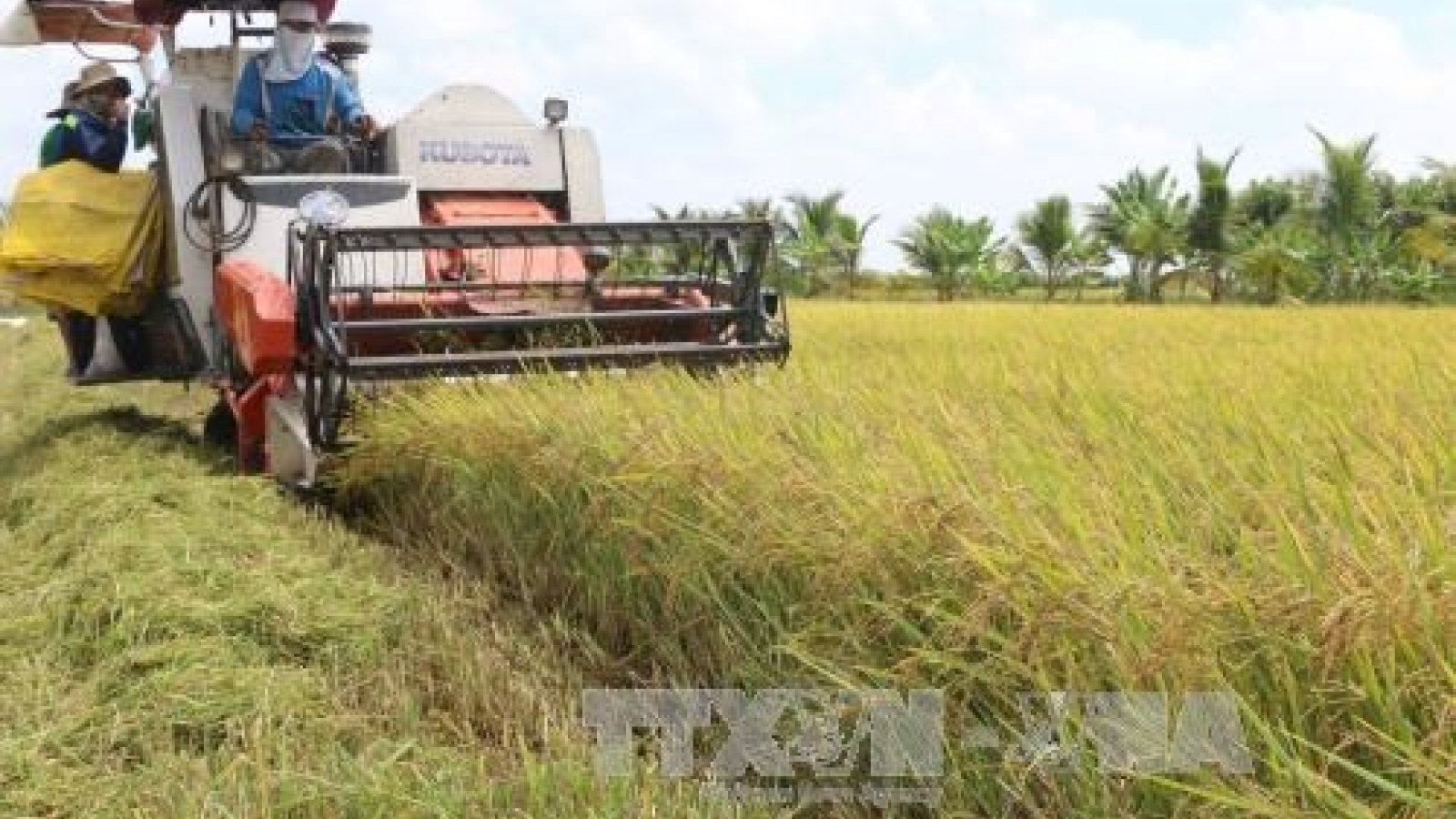 Mekong Delta rice productivity falls slightly