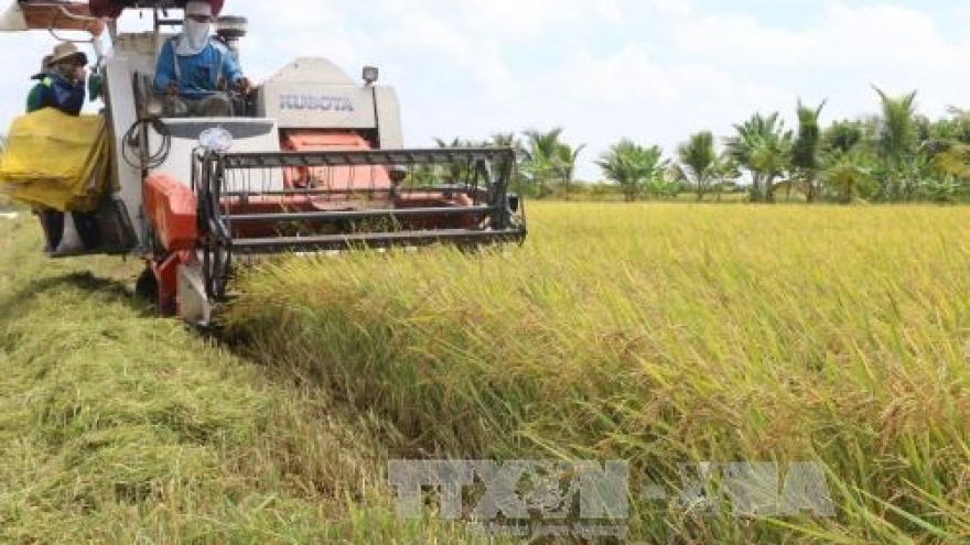 Mekong Delta rice productivity falls slightly