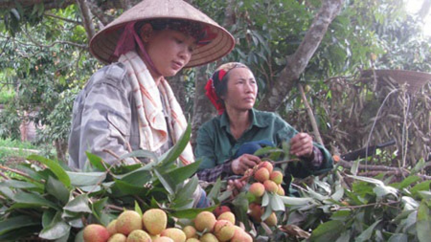 
        Fresh Lychee sales soar sky high in Sydney
                              