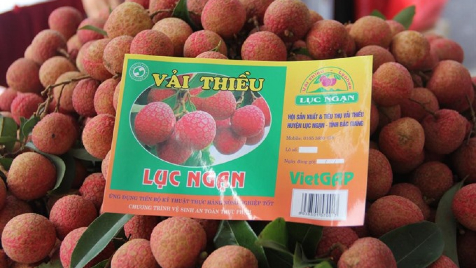 Vietnam posts best lychee crop in 60 years