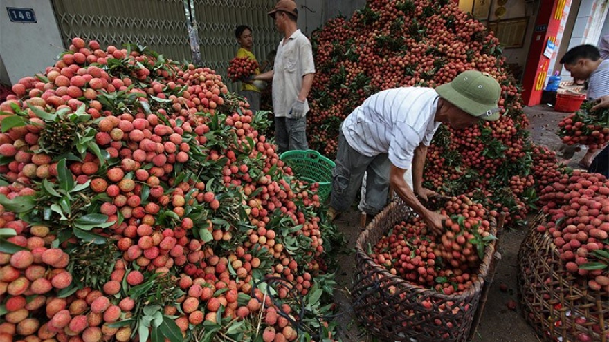 More than 80 Chinese businesses to buy Luc Ngan lychees