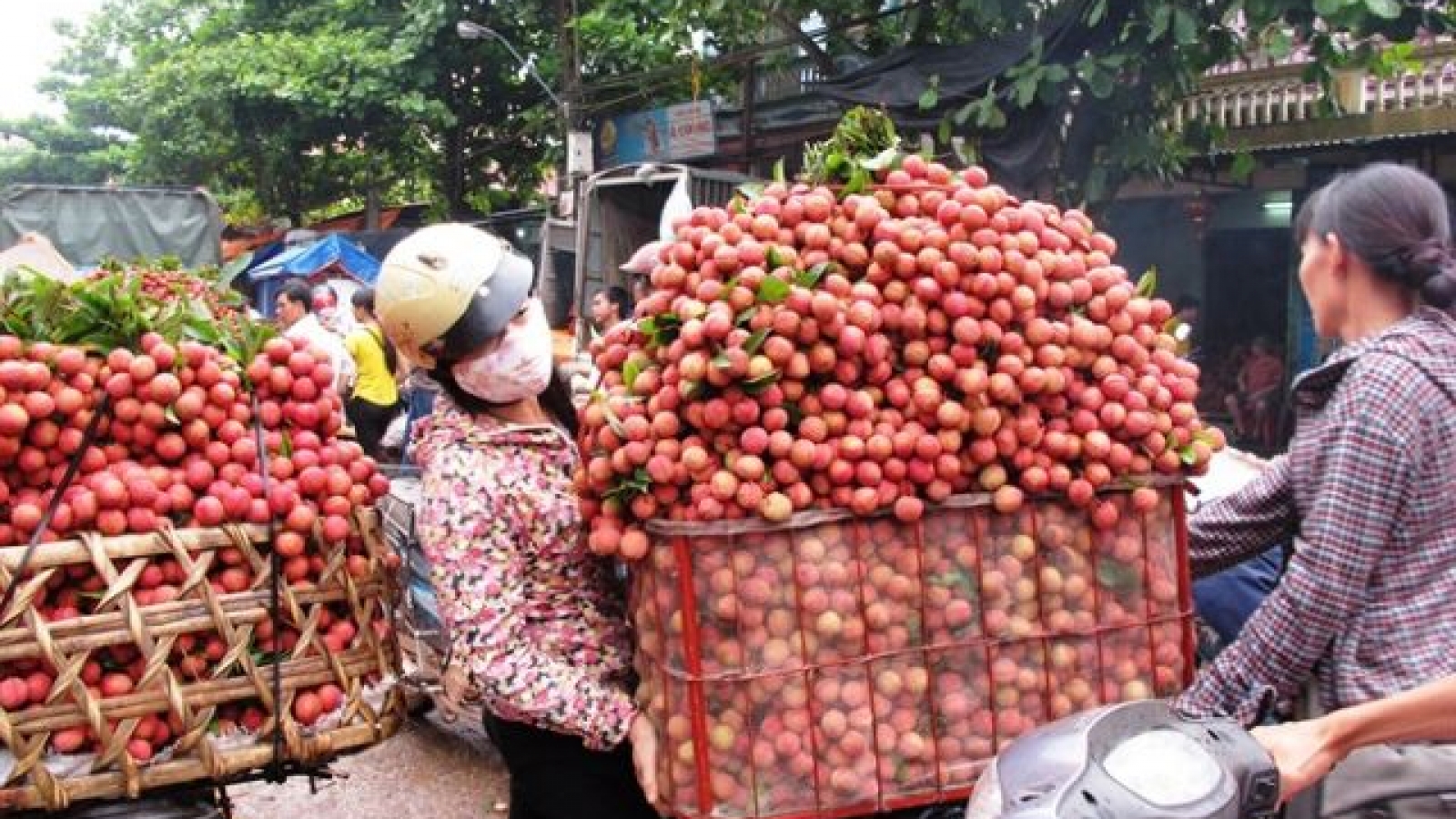 Việt Nam becomes second largest exporter of lychees