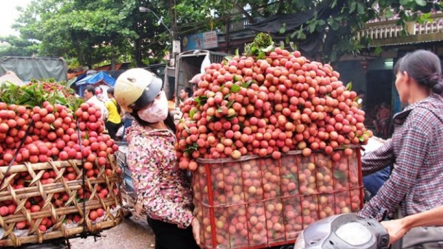 Việt Nam becomes second largest exporter of lychees