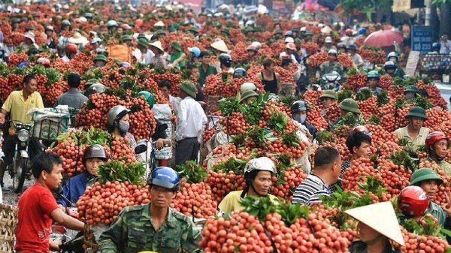 Bac Giang’s lychee revenue reaches 60-year high