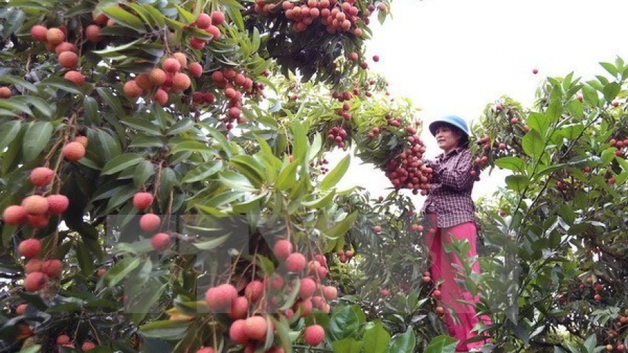 Bac Giang earns big from lychee fruit
