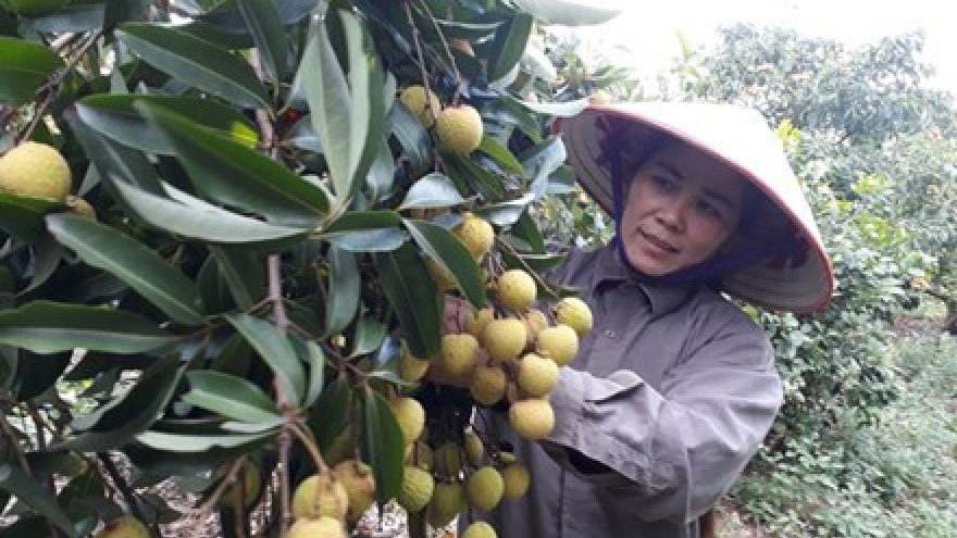 
        Light crop drives up lychee prices
                              
